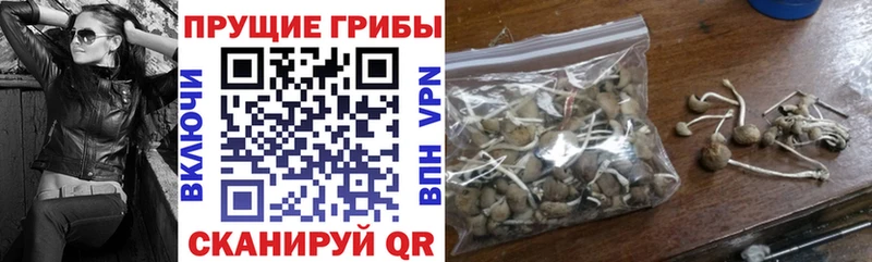 дарк нет состав блэк спрут как зайти Эртиль Галлюциногенные грибы Psilocybine cubensis
